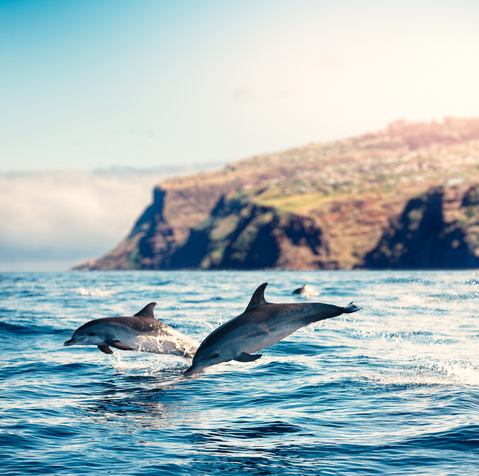 Madeira to Gran Canaria Sailing Trip