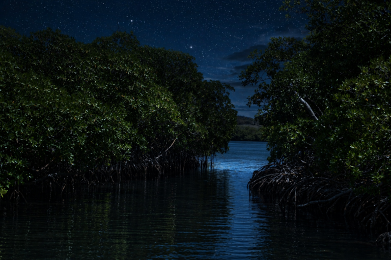 martinique boat tour night